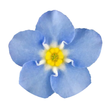 Vergissmeinnicht-Blüte